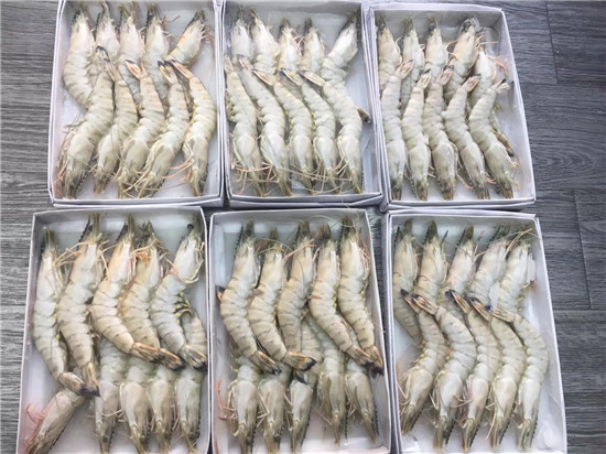 越南海鮮凍草蝦/黑虎蝦一站式進口報關(guān)清關(guān)案例分享