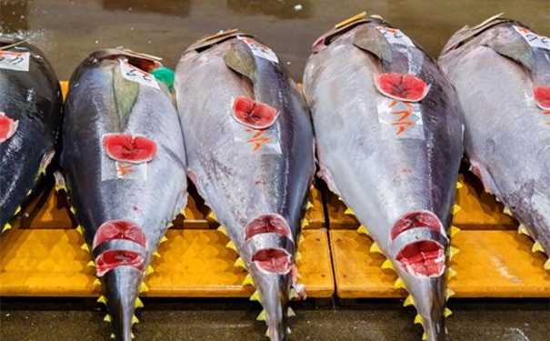 進(jìn)口冰鮮金槍魚(yú)清關(guān)所需提供的資料