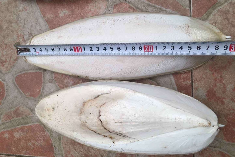 工業(yè)用墨魚骨代理報(bào)關(guān)進(jìn)口小知識，快來看一下