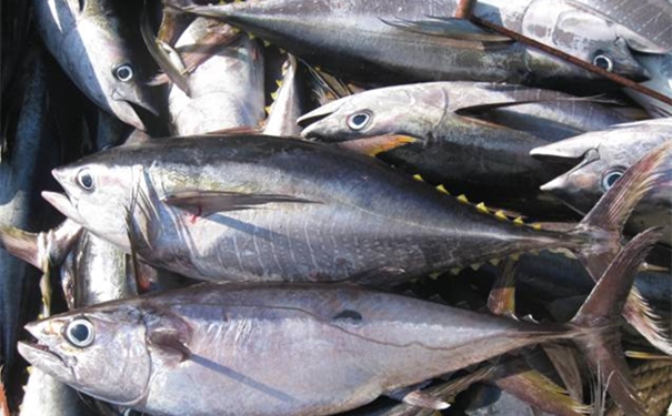 上海金槍魚(yú)進(jìn)口清關(guān)流程單證，金槍魚(yú)進(jìn)口關(guān)稅是這樣的