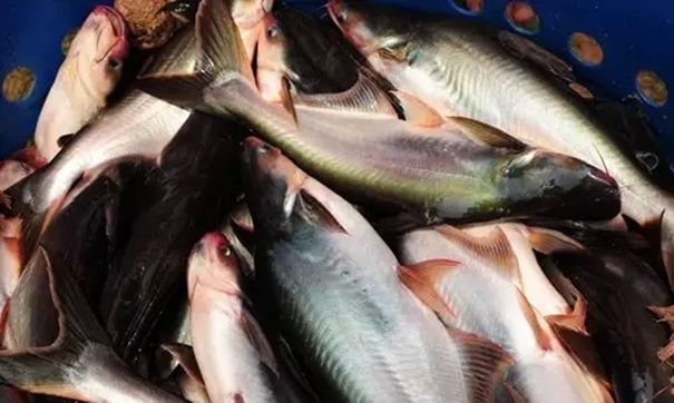 越南巴沙魚進口報關重點難點