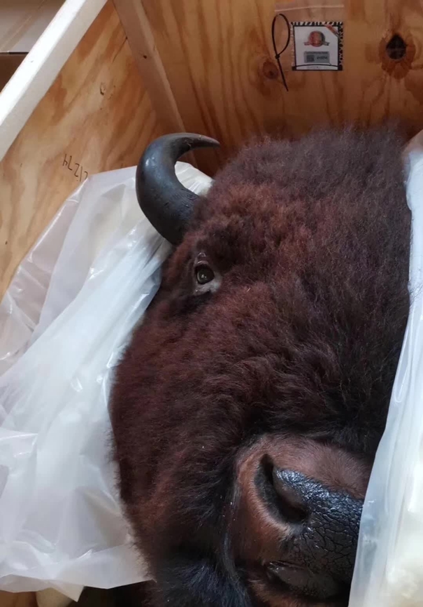 動物標本進口報關代理注意事項