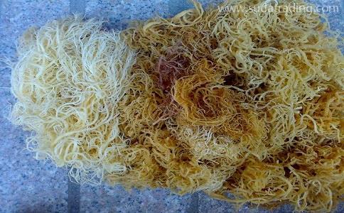 麒麟菜進(jìn)口報(bào)關(guān)流程
