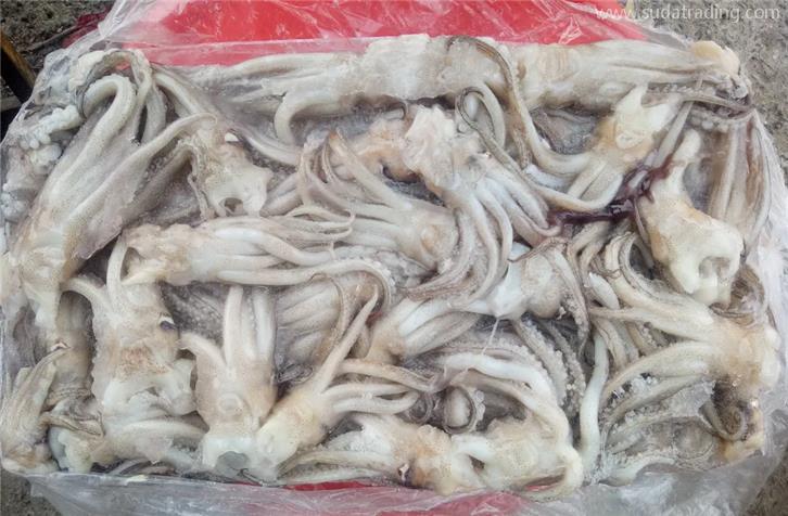冷凍魷魚進口報關(guān)的注意事項以及流程手續(xù)