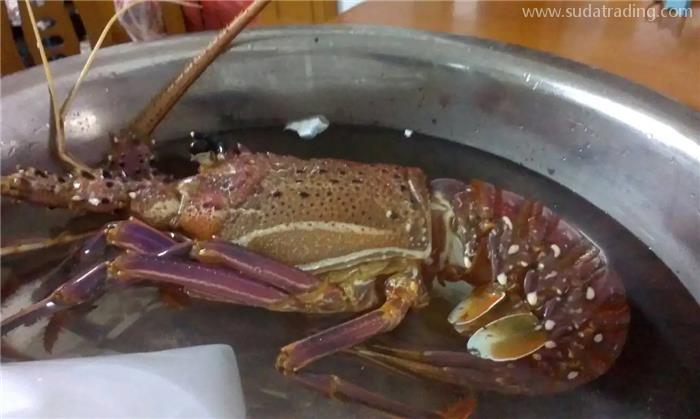 進(jìn)口冷凍澳洲龍蝦報(bào)關(guān)國外要提供什么單證資料？