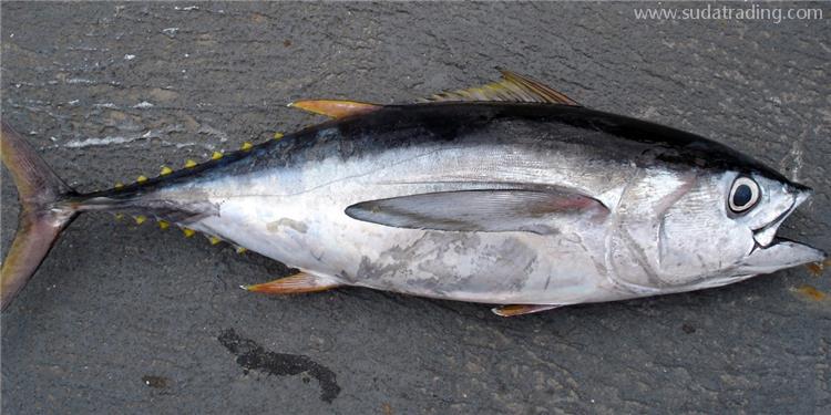 進口冷凍金槍魚報關(guān)的注意事項進口冷凍金槍魚報關(guān)注意這7點