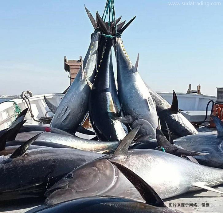 美國金槍魚進(jìn)口報(bào)關(guān)費(fèi)用省50%冷凍魚清關(guān)費(fèi)用