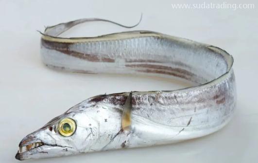【進(jìn)口知識(shí)】一文帶你了解帶魚