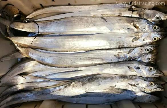 【進(jìn)口知識(shí)】一文帶你了解帶魚