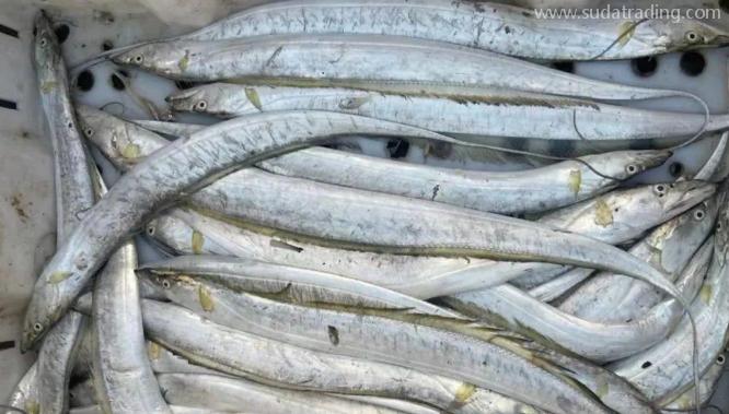 【進(jìn)口知識(shí)】一文帶你了解帶魚