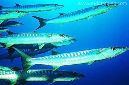 【進(jìn)口知識(shí)】一文帶你了解帶魚