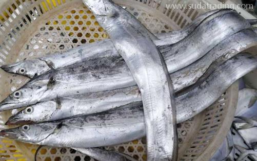 【進(jìn)口知識(shí)】一文帶你了解帶魚