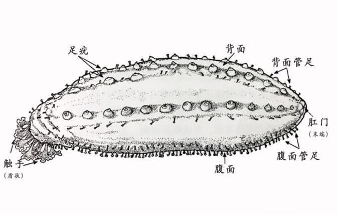 【進(jìn)口知識(shí)】海參物種及其進(jìn)口情況簡(jiǎn)介