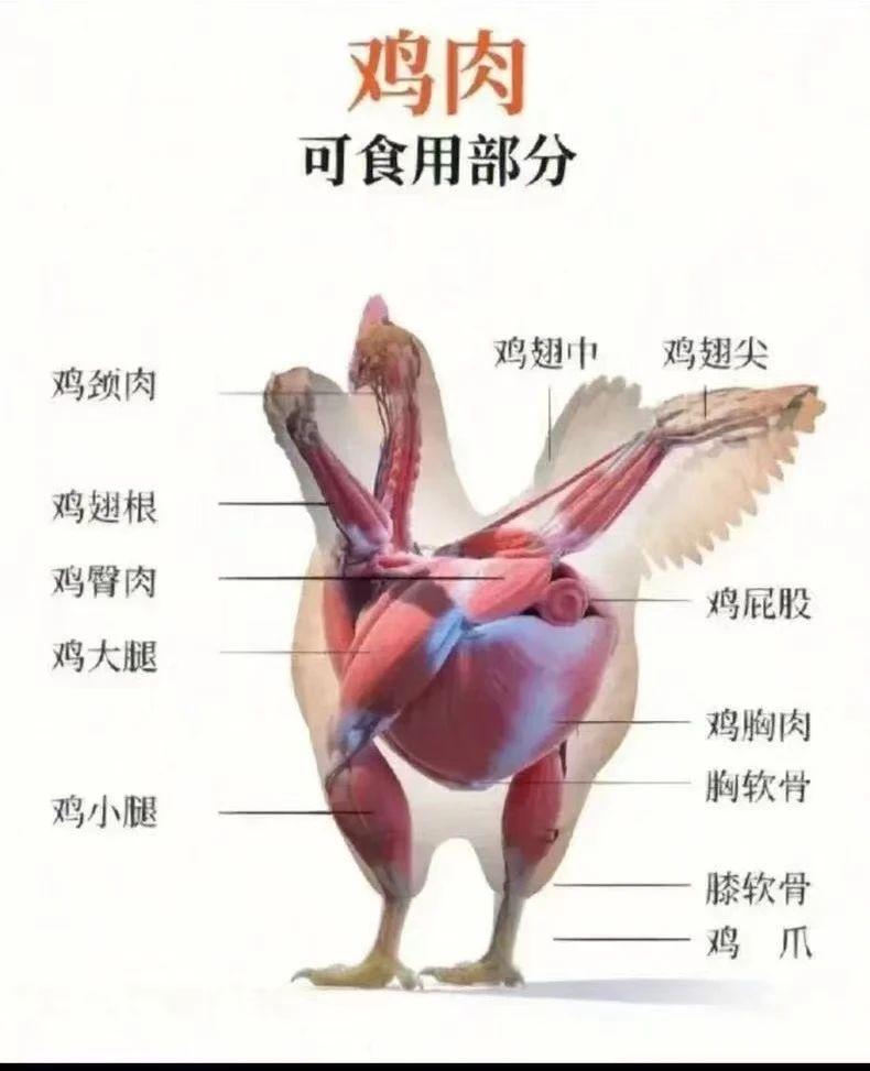 【進(jìn)口知識】帶你了解進(jìn)口雞類產(chǎn)品的世界